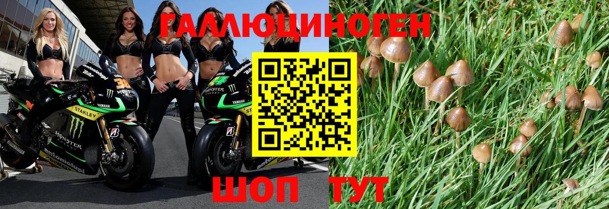 Псилоцибиновые грибы прущие грибы Кудымкар